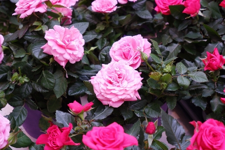 Roses red pink flowers Photo