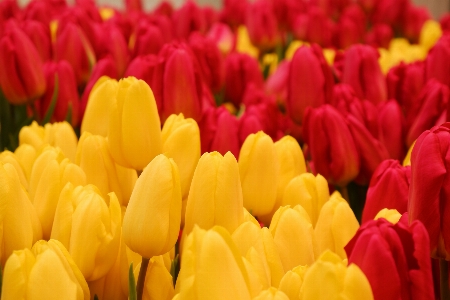 Tulips flowers flower beautiful Photo