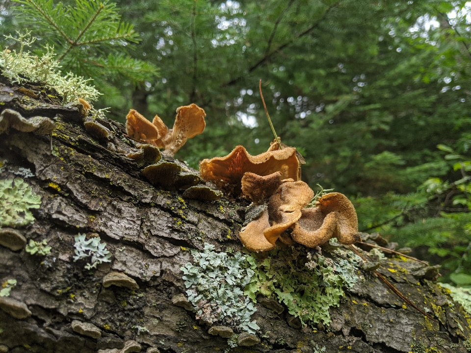 Bosco
 fungo
 paesaggio naturale
 gallina del