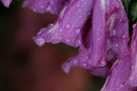 Petal water pink purple Photo