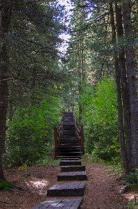 Wooden ladder in the forest tree natural environment Photo