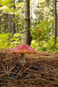 Autumn fly agaric hat leg Photo