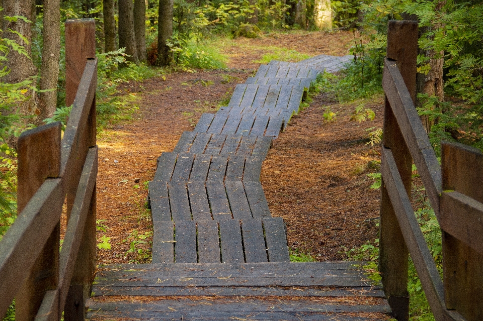 Walk sidewalk design forest