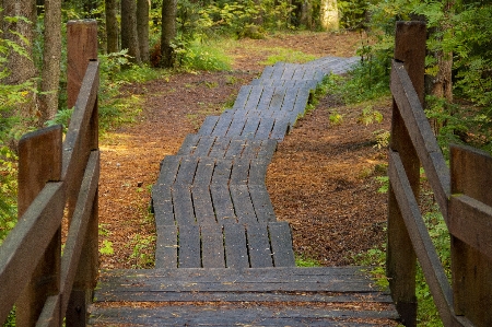 Walk sidewalk design forest Photo