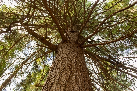 Bark branches cedar forest Photo