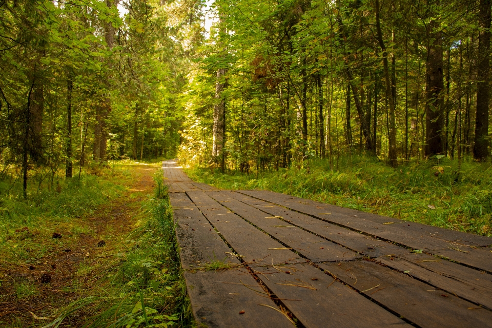 ścieżka drewniany las naturalny krajobraz
