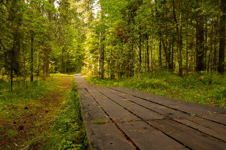 Path wooden forest natural landscape Photo