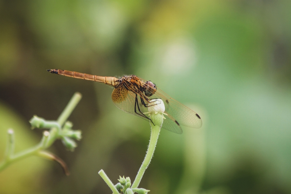 Insetto fiore libellula libellule e libellule
