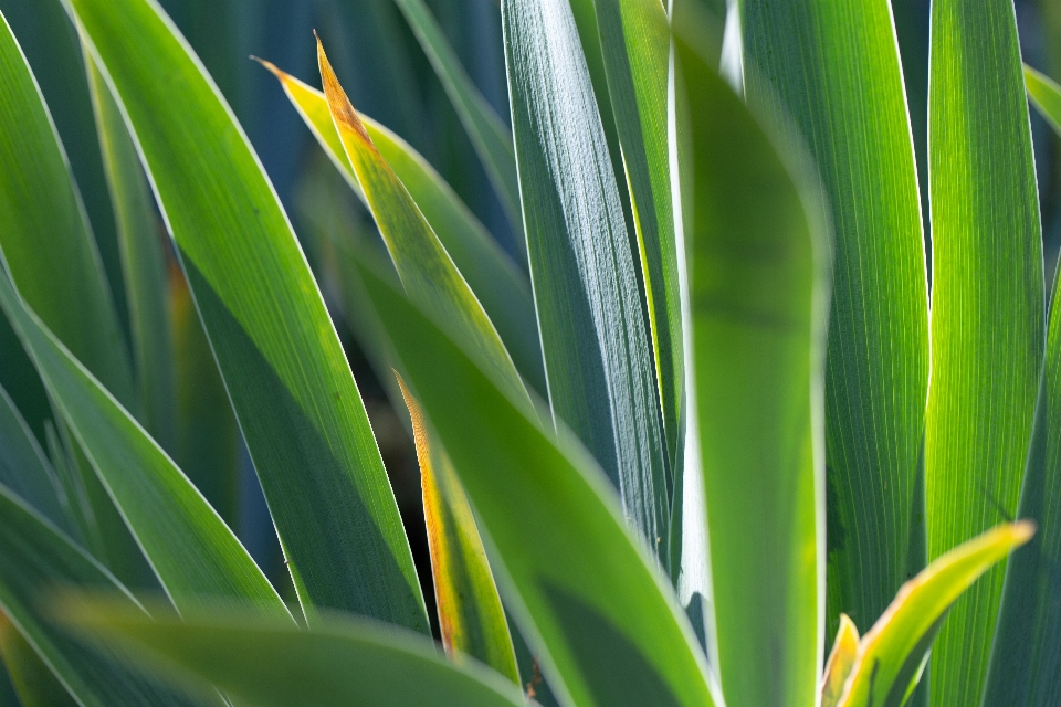 Vert feuille fleur végétation