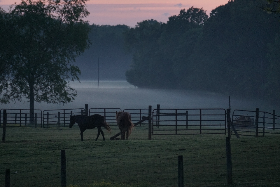 Caballo cerca campo niebla