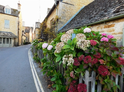 Hydrangeas bourton on the water cotswolds england Photo