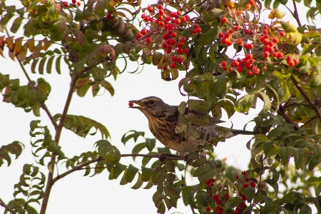 Bird feathered berries leaves Photo