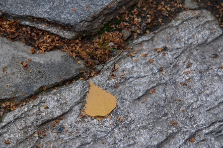 Blatt steine herbst gefallen Foto