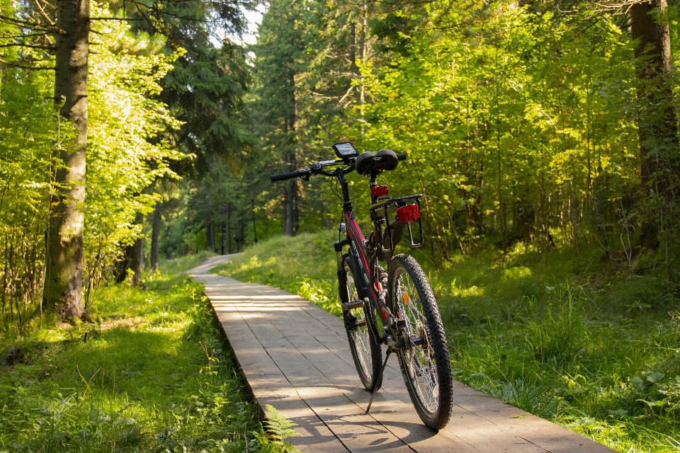 Vélo chemin forêt voyage