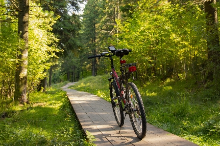 Bike path forest trip Photo