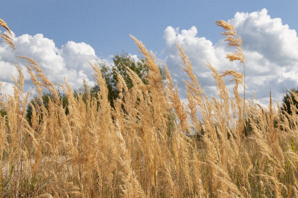 Gras ohren himmel gelb