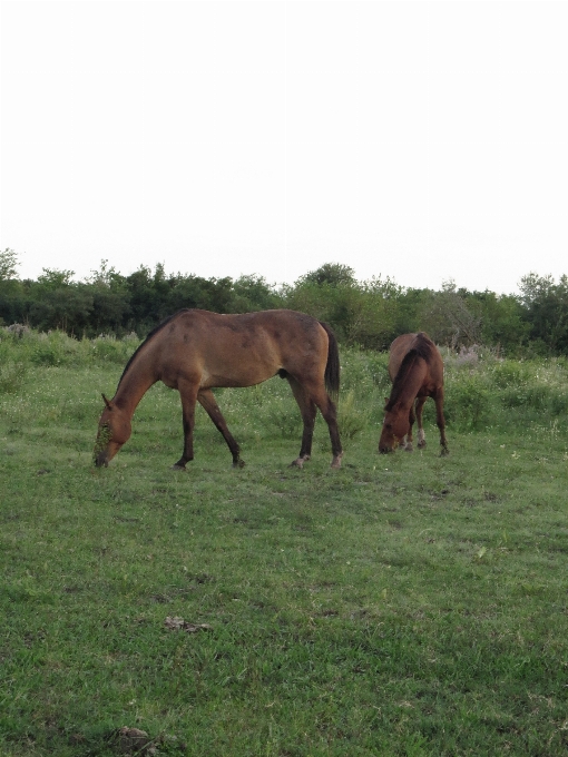 Horse horses country farm