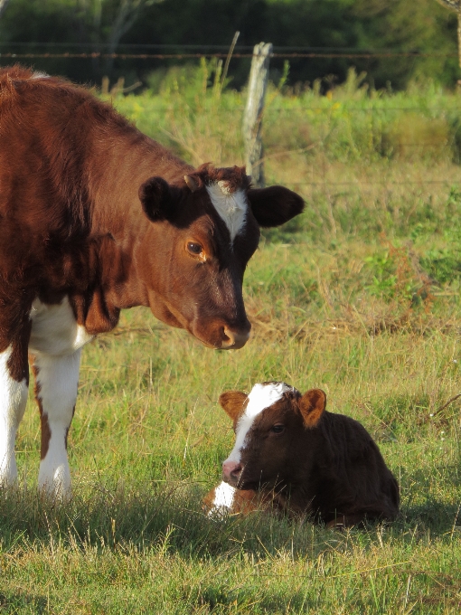 Animales mamífero vertebrado
 bovino
