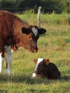 Foto Animais mamífero vertebrado
 bovino
