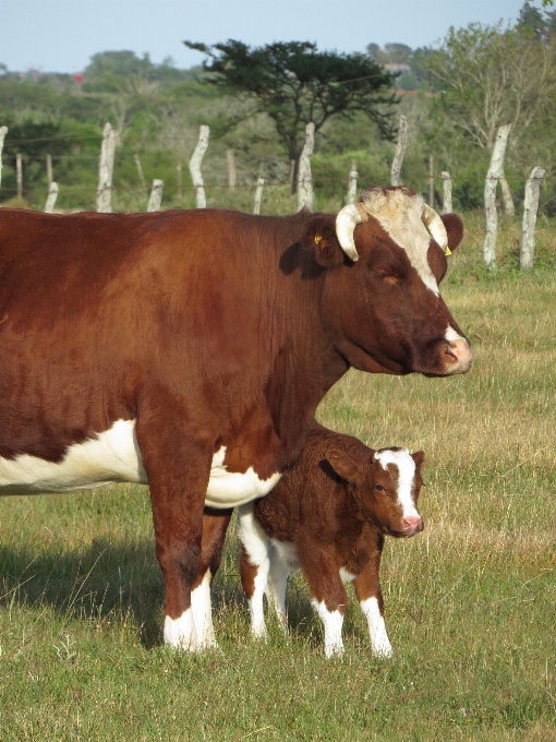 Tiere säugetier rinder-
 wirbeltier
