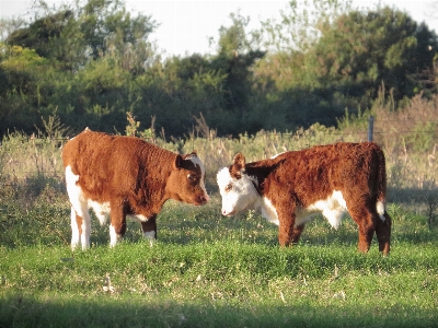 Animals mammal bovine vertebrate Photo