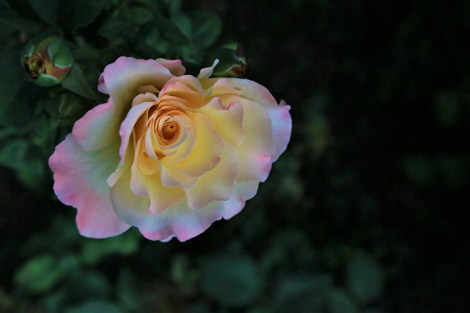 Flower rose nature plant