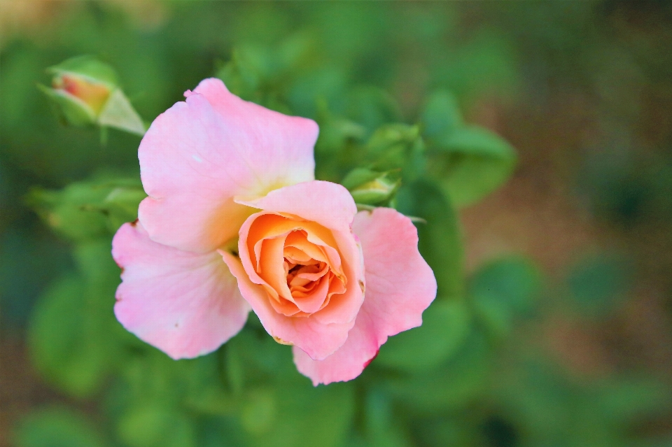 Flower rose nature plant