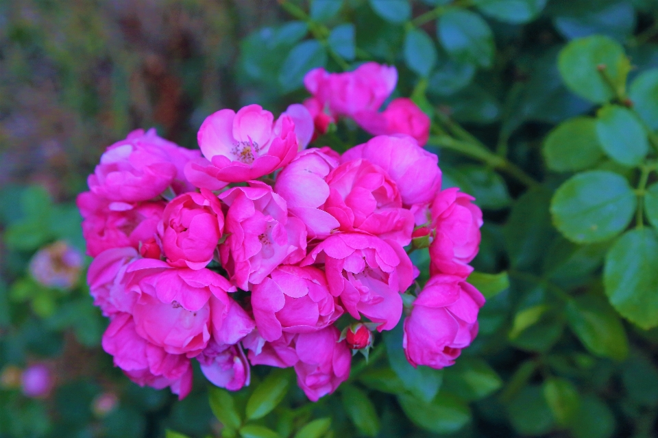 Flower rose nature plant