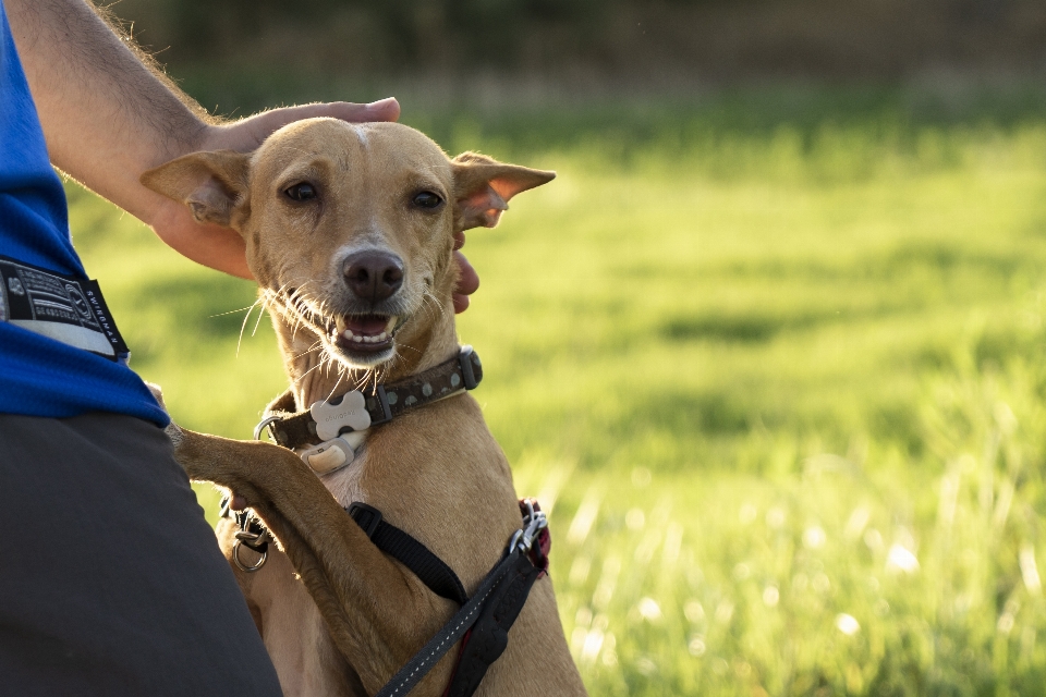 Happy dog mammal vertebrate