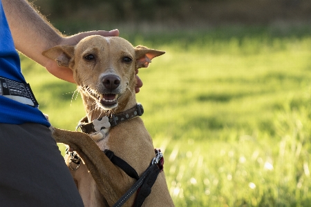 Happy dog mammal vertebrate Photo