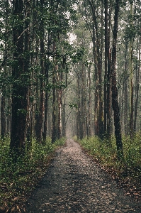 Foto árvore floresta paisagem natural
 ambiente