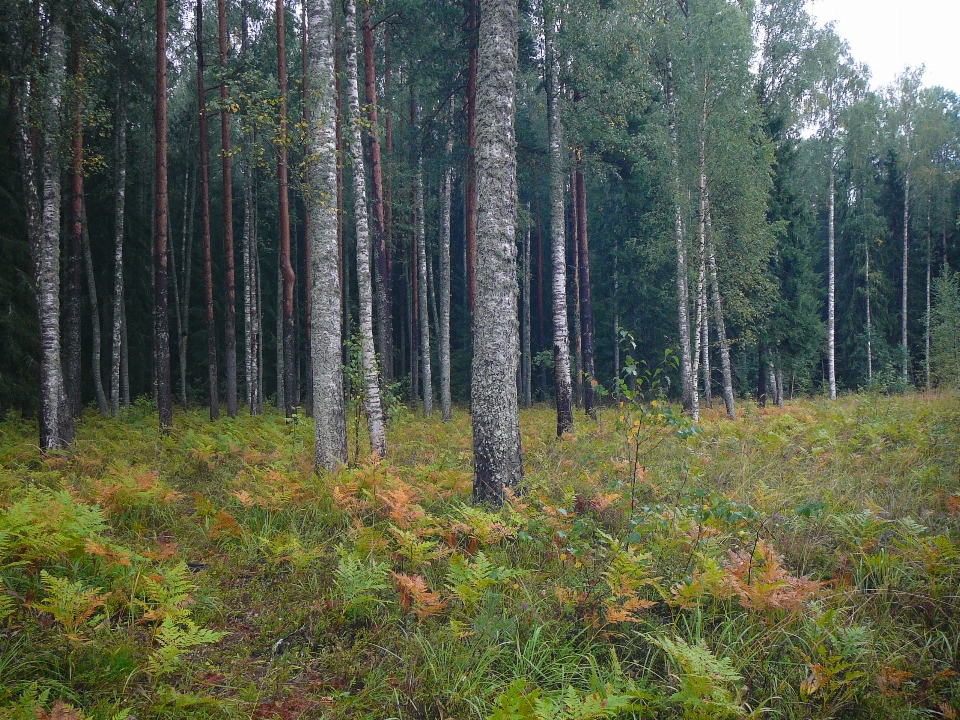 Bild baum wald natürlichen umgebung
