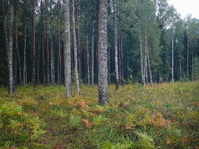 Image tree forest natural environment Photo