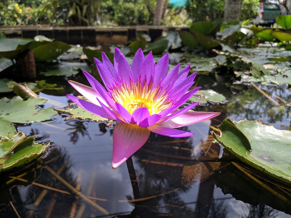 花 水生植物
 香りのよい白い睡蓮
 花弁