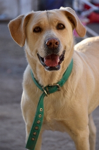 Foto Labrador cachorro vertebrado
 raça de cachorro
