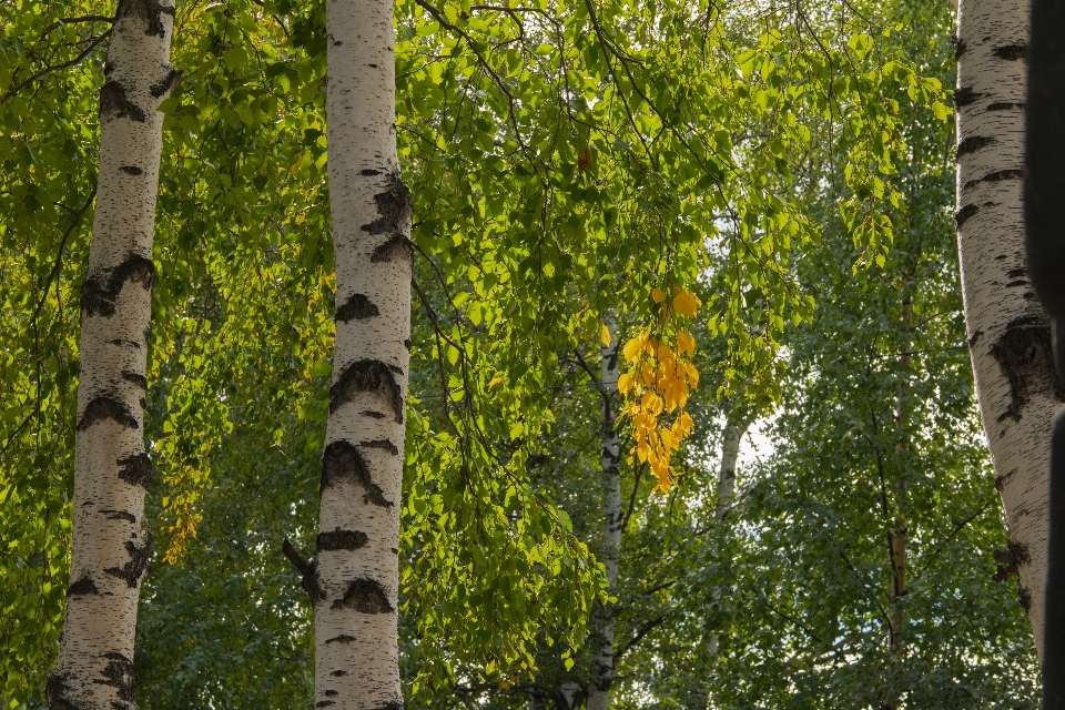 Otoño follaje árboles abedul
