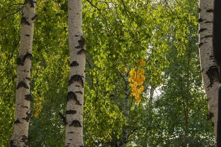 Photo Automne feuillage des arbres bouleau
