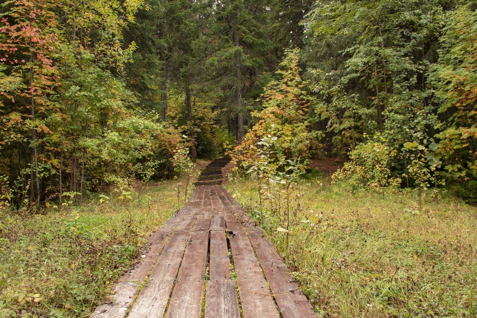 Piste forêt automne des arbres