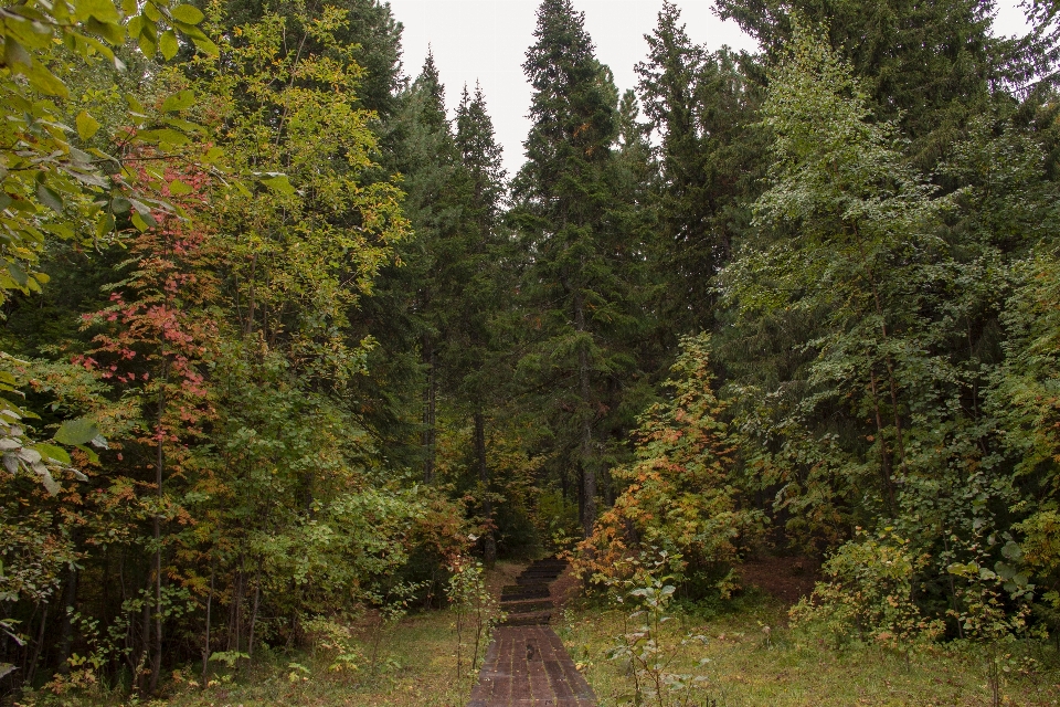 Trail forest autumn trees