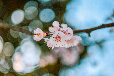 春 フラワーズ 花 ブランチ 写真