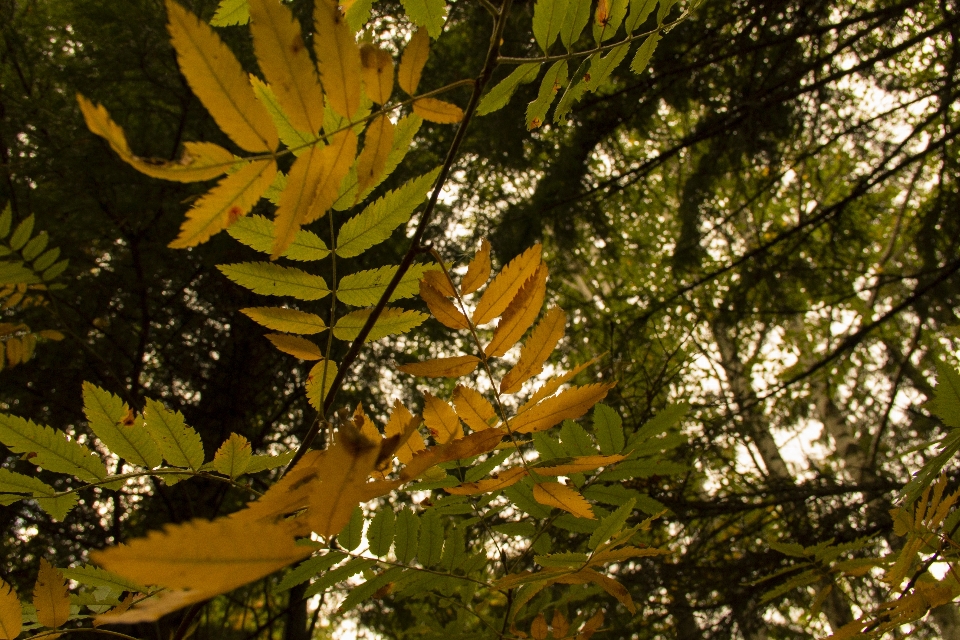 Leaves autumn yellow branches