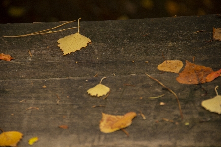 Blätter herbst gelb hölzern Foto