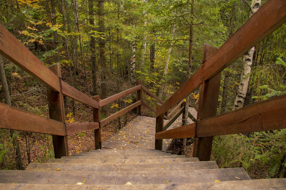 Escaleras pasos hojas otoño