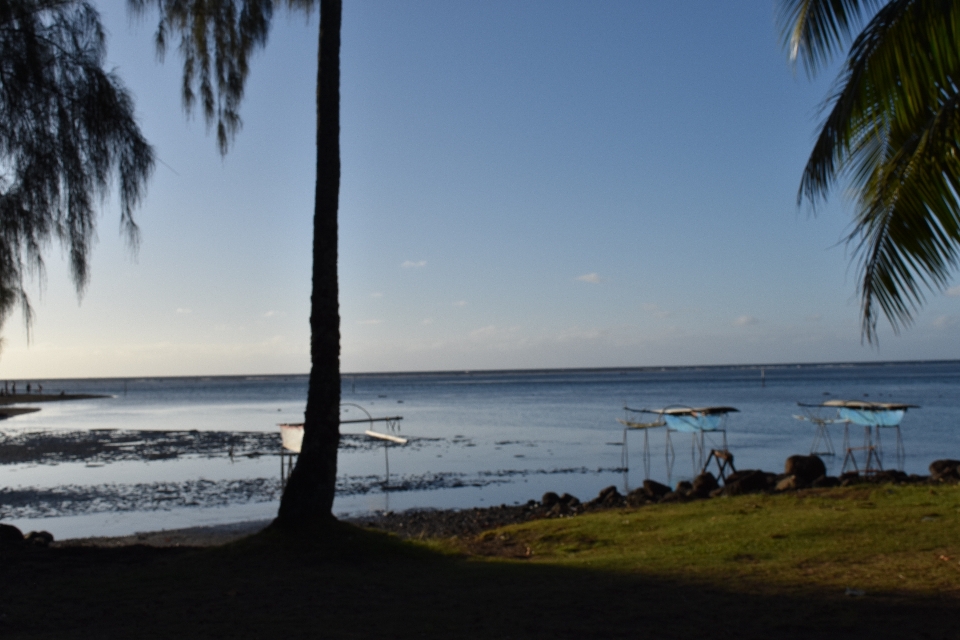 Tahiti
 pazifik see
 polynesien
 baum