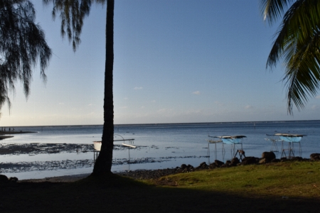 Tahiti ocean pacifique polynesie tree Photo