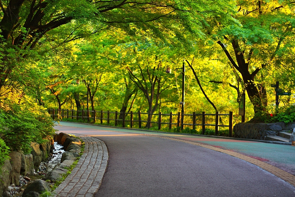 Seul  coréia
 passarela de namsan
 outono