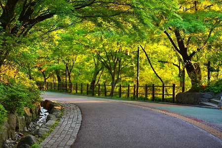 Seoul korea
 namsan skyway
 herbst baum Foto