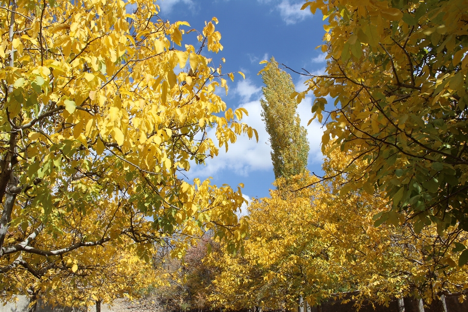 Iran autunno foglia albero