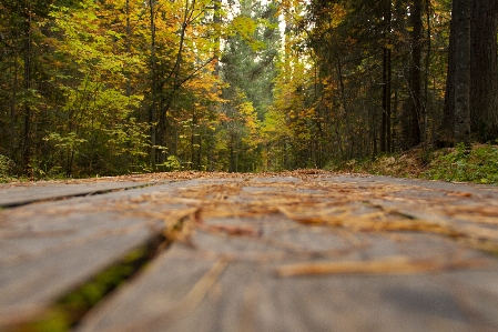 Forest trail boards autumn Photo