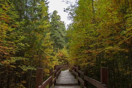 Forest trail boards autumn Photo